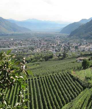 Blick auf die Weingärten von Lana