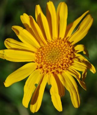 Auf dem Blumen- und Kräuterweg