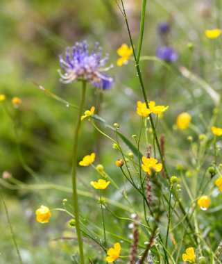 Blumen im Raurisertal