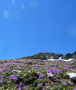 Blumenmeer im Frühsommer