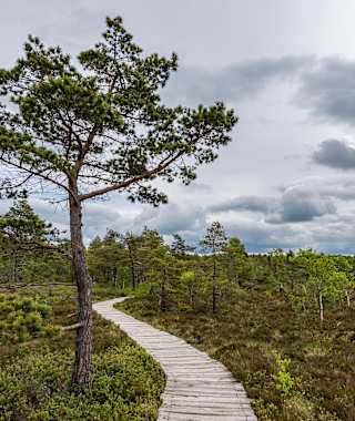 Bohlenpfad durch das Schwarze Moor