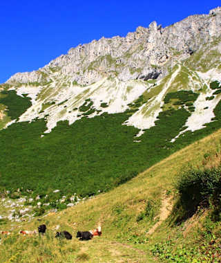 Almvieh auf der Brunnalm