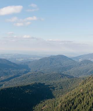 Blick über den Ettaler Forst