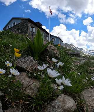 Schöne Alpenflora rund um die Maighelshütte