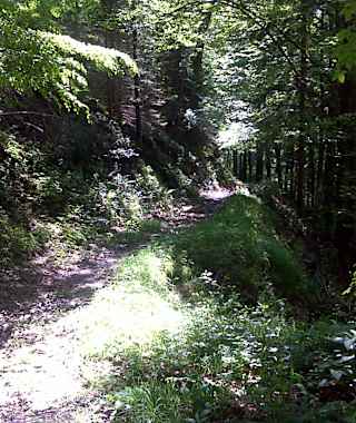 Waldweg zur Chiemseeschau