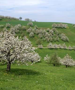 Chriesibäume in voller Blüte