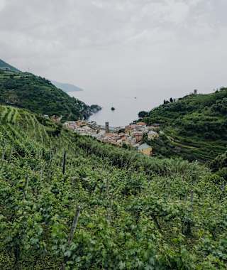 Weingut "Buranco" in Monterosso al Mare