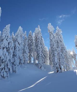 Wunderschön verschneite Bäume beim Aufstieg zur Zapferlalm.