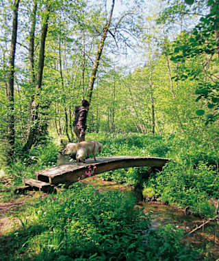 Immer wieder führen Brücklein über die Kleine Enz.