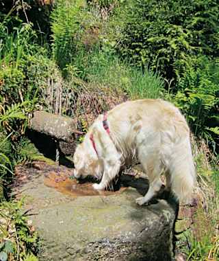 Durstig hat er den Brunnen am Brandenkopf gefunden.