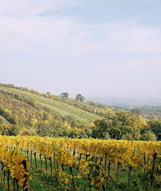 Blick über die Weinberge, Nußberg Döbling