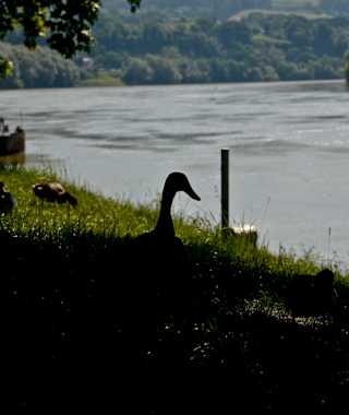 Donau bei Ottensheim