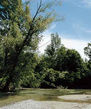 Schotterbänke und kristallklares Wasser im unregulierten Teil der Leitha.