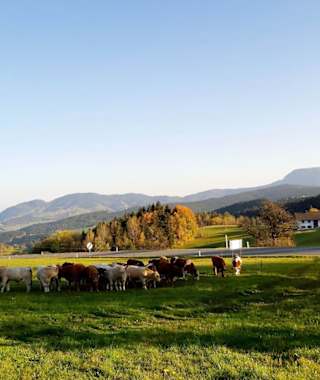 Am Rechberg - Naturpark Almenland