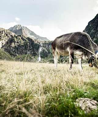 Grauvieh auf der Alm