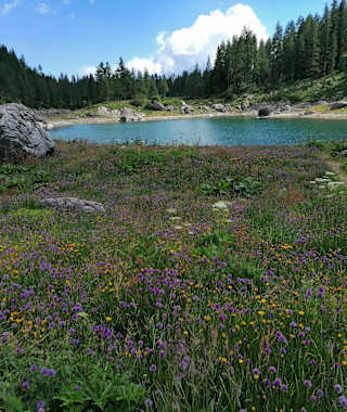 nahe und südlich der Koča pri Triglavskih jezerih: Blumen im Hochsommer, im Hintergrund der Dvojno jezero