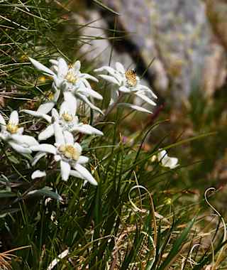 Edelweiss entlang des Osttiroler Pilgerwegs 
