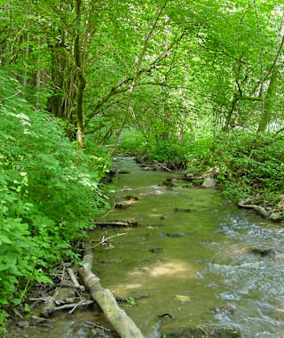 Hegauer Kegelspiel: Krebsbachputzer