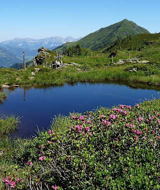 Die Almrosen stehen im Juni in voller Blüte.