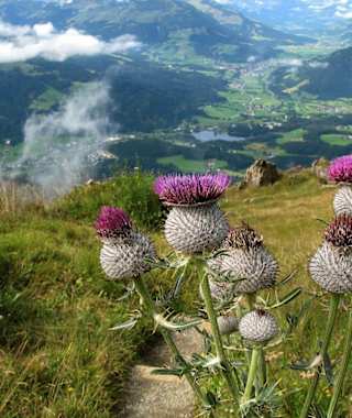 Etwas unterhalb des Kitzbüheler Horns befindet sich der schöne Alpenblumengarten.