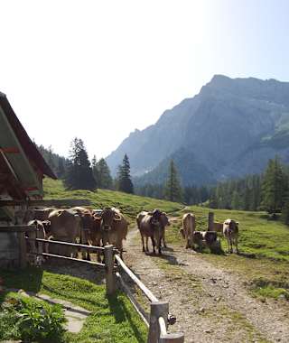 Am Lafatscher Niederleger