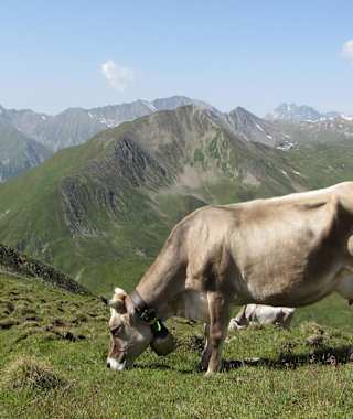 Friedlich grast die Kuh