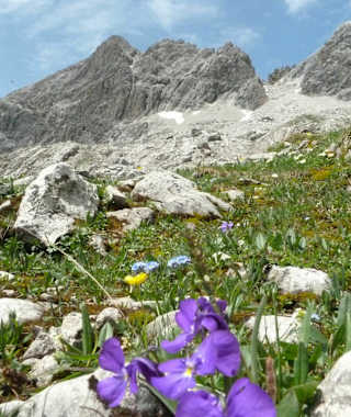 Wunderschöne Alpenflora in den Allgäuer Alpen