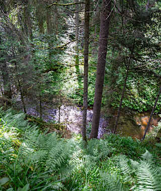Blick auf die Rötenbachschlucht