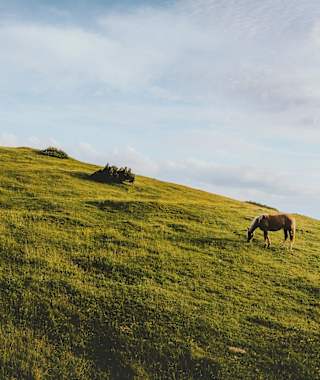 Pferde am Frommerkogel