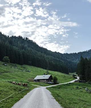 Frühmorgens auf der Schapbachalm