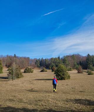 Wacholderweide am Weg zum Sternberg