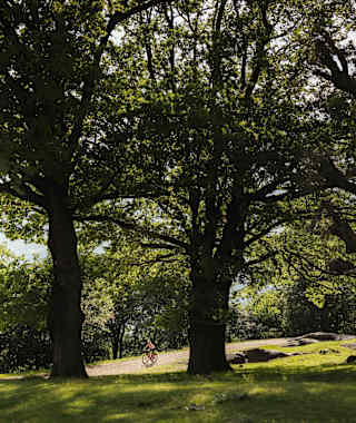 Am Castelfelder stehen uralte Bäume.