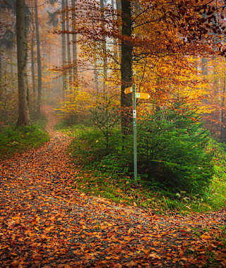 BodenseeLandGänge: GuckinsLand