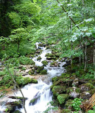 Im Harteslgraben im Nationalpark Gesäuse