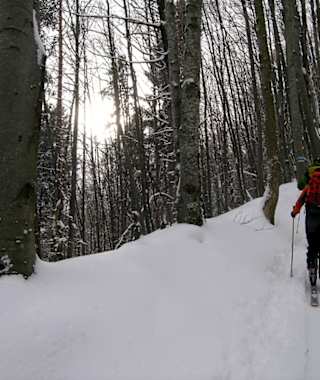Waldaufstieg nach der Lichtung mit dem Solleneck-Hof