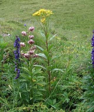 Türkenbund und Eisenhut im Nationalpark Nockberge