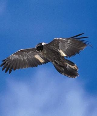Junger Bartgeier im Naturpark Ötztal