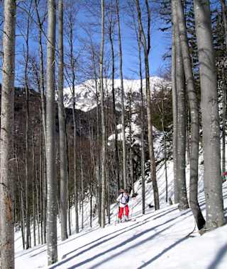 Aufstieg im schönen Hochwald