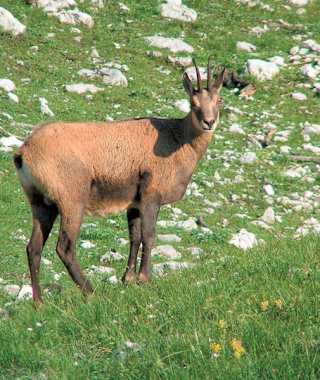 Kalkalpenweg - Etappe 8: Von der Dümlerhütte zur Zellerhütte