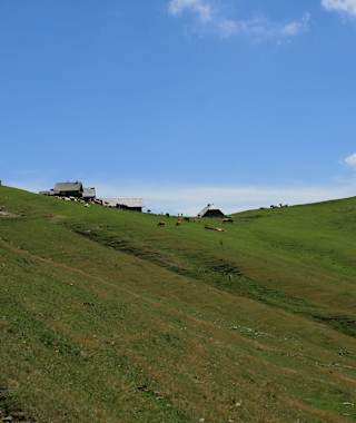 Auf der Feistritzer Alm