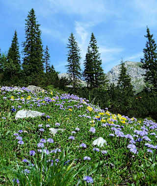 Blumenpracht im Naturpark Karwendel