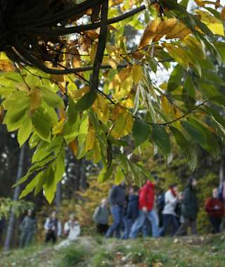 Kastanienerlebnisweg
