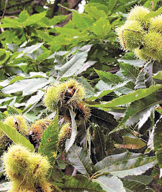 Auf dem Rundweg begleiten viele Kastanien den Wanderer.