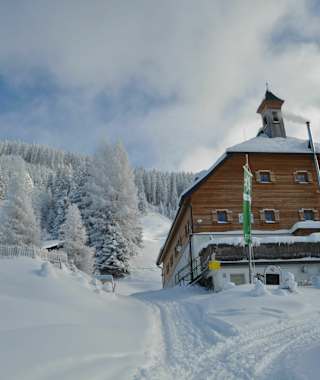 Kelchalm im Winter