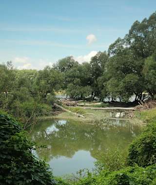 Am Hutweidenweg im Nationalpark Donau-Auen