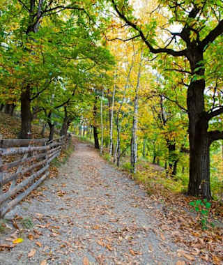 Der Kastanienhain in Pedratz - Feldthurns