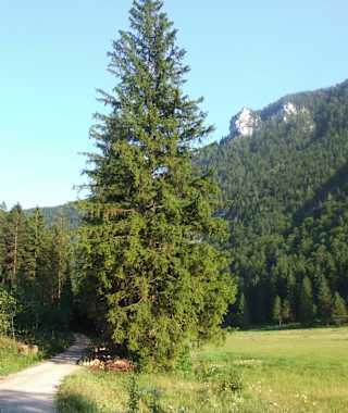 inzell kienbergl runde wildenmoos