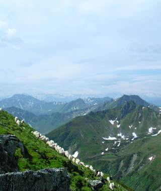 Aussicht auf die Kitzbüheler Alpen und grasende Schafe