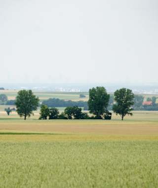 Landschaft im Mainzer-Umland