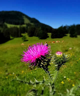 Kleinzeller Hinteralm